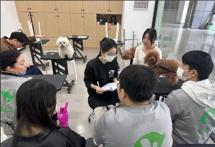 牡丹江市宠物美容冠军导师宠物美容培训学校 - 方案